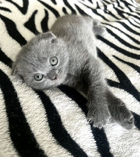 Британские котята