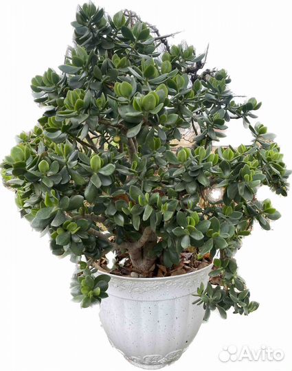 Денежное дерево большое