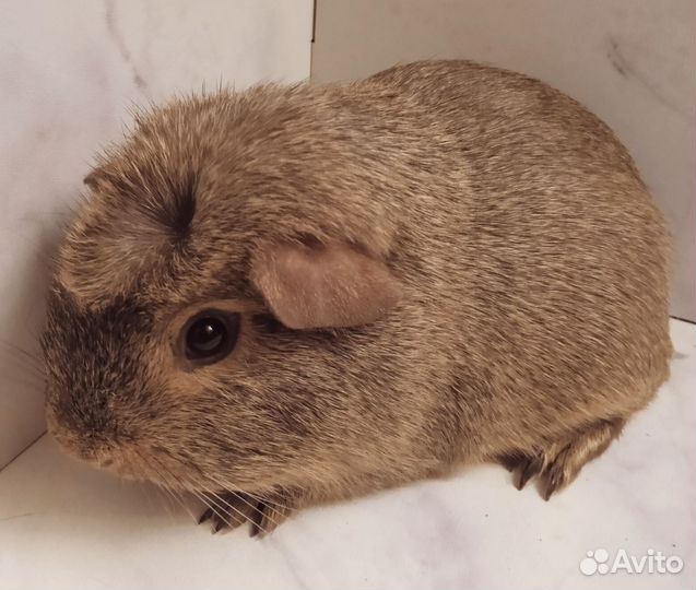 Морские свинки гладкошерстные мальчики