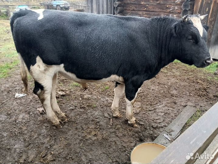 Бык на мясо