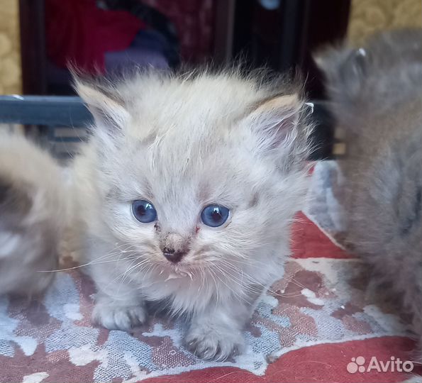 Отдам в добрые руки
