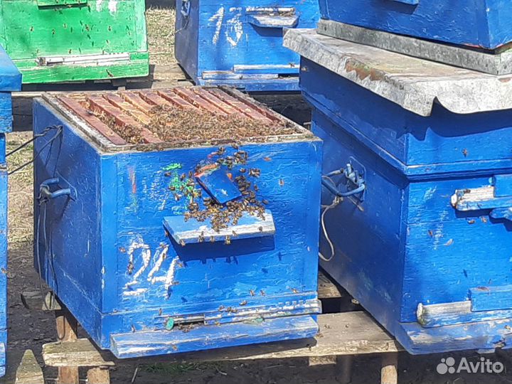 Пчелосемьи с ульями