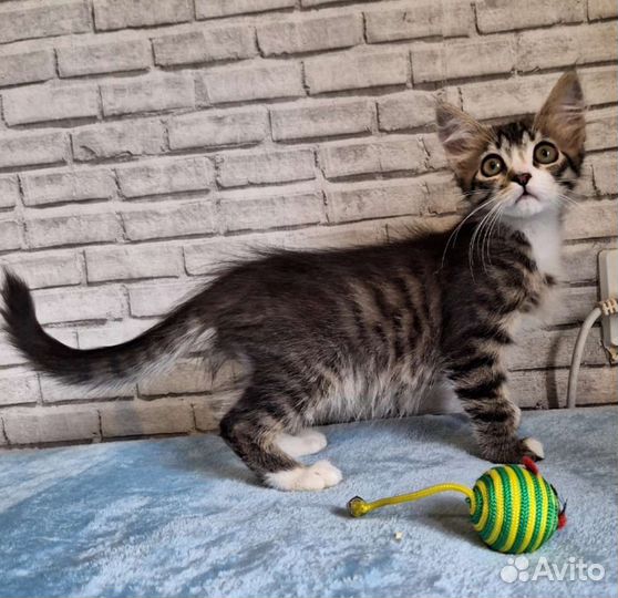 Котенок-мальчик