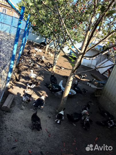 Утки шипуны. 3,5месяца