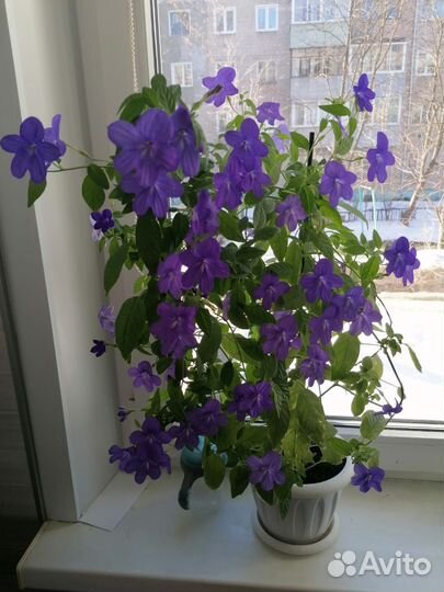 Броваллия, цветок комнатный