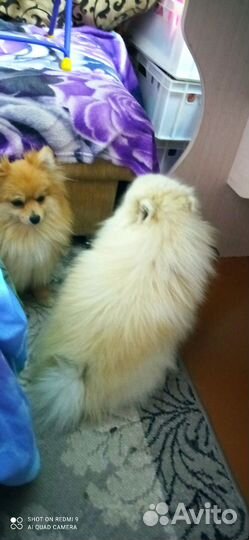 Щенки немецкого шпица