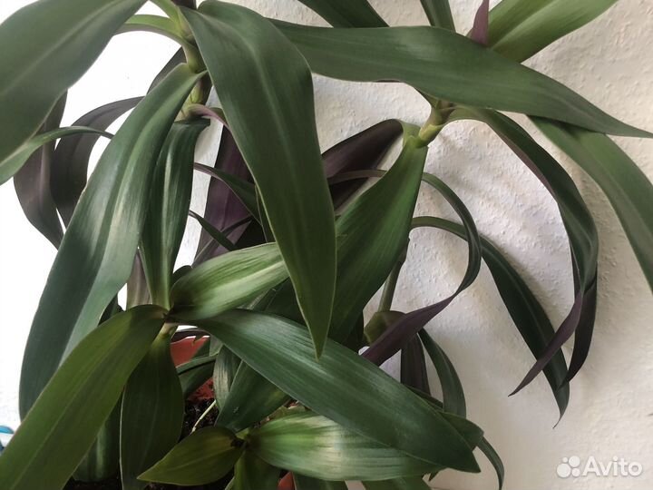 Комнатный цветок Рео