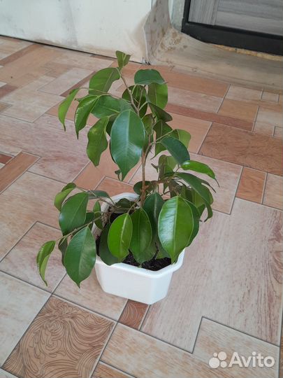 Фикус бенджамина