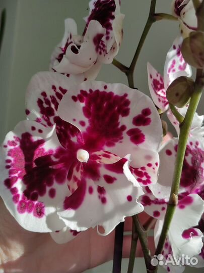 Орхидея фаленопсис биглип