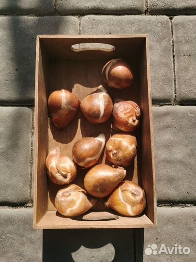 Луковицы тюльпанов