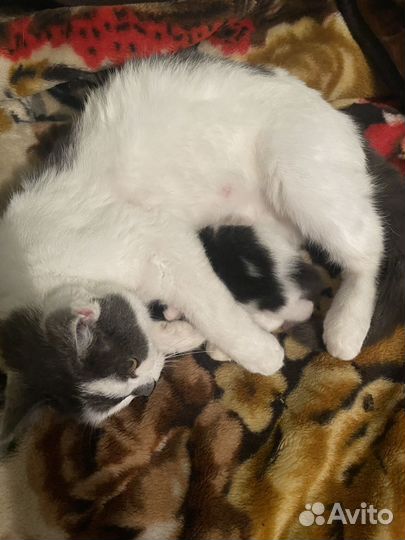 Котенок ищет семью, дом,друга черно-белый пушистик