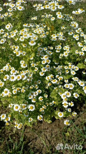 Ромашка нивянник низкорослая