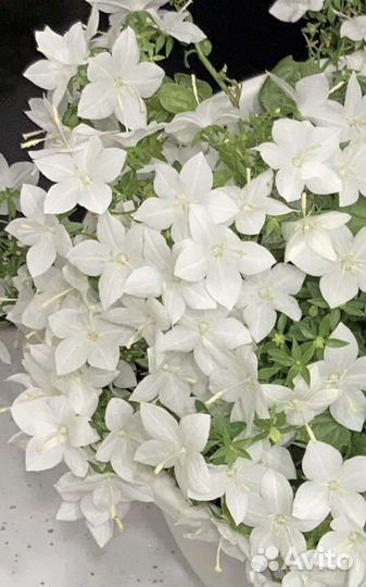 Кампанула невеста