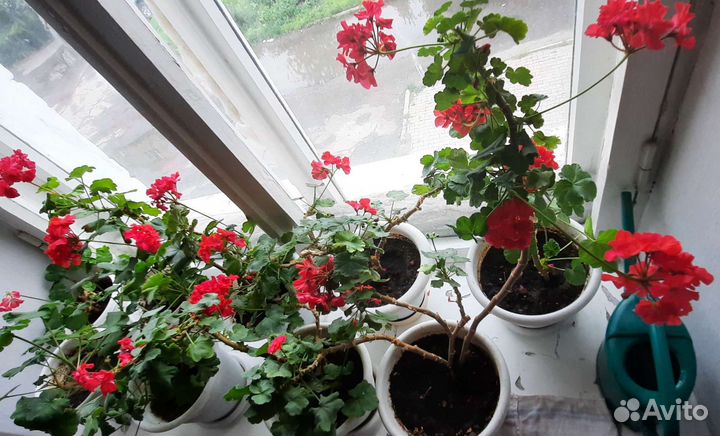 Герань (пеларгония) в горшке с поддоном