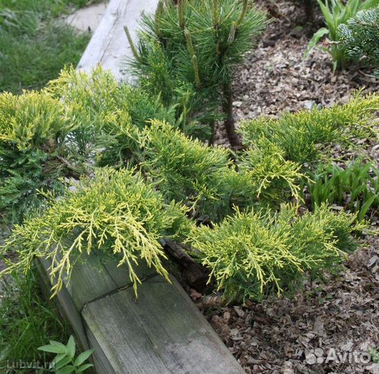 Саженцы можжевельник Кинг оф спринг из питомника