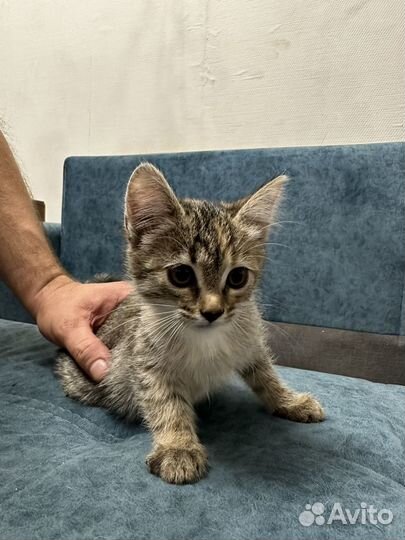 Кошка в дар