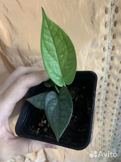 Монстера Спайдермен