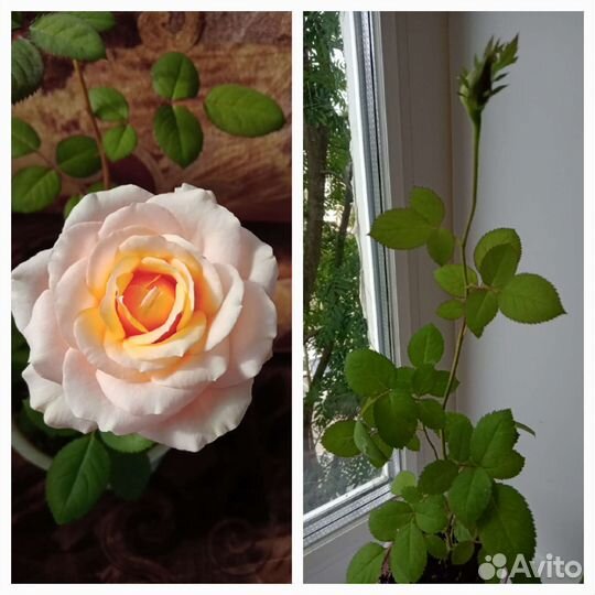 Комнатные цветы