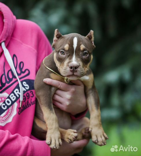 Барби щенок Булли