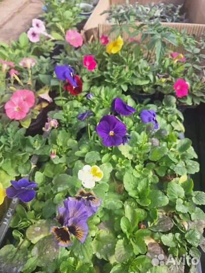 Рассада петунии