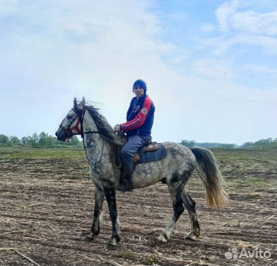 Орловский жеребец