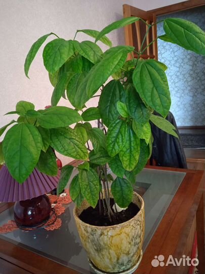 Клеродендрум