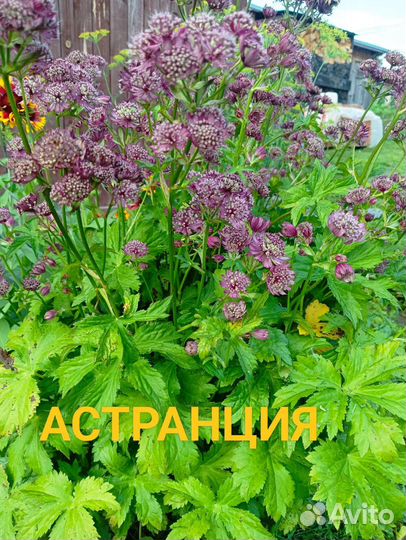 Многолетники для сада, цветы