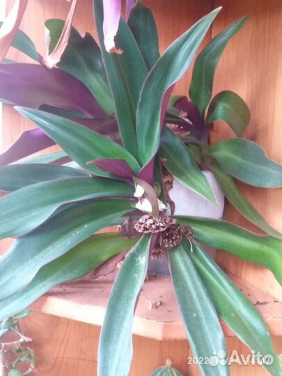 Комнатные цветы, кактусы