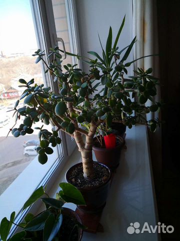 Комнатные растения, цветы в горшке