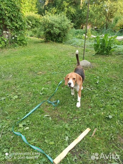 Мальчик Бигль 2.5 года