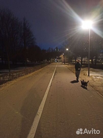 Выгул собак и dog sitter