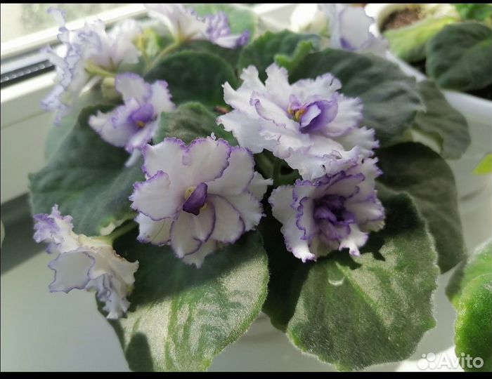 Фиалка (цветы)