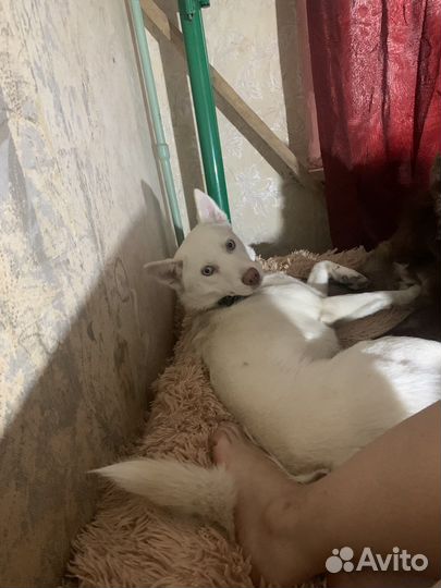 Убежала собака