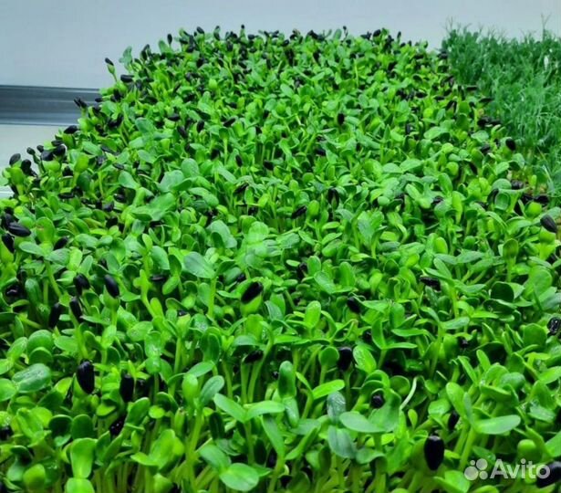 Микрозелень