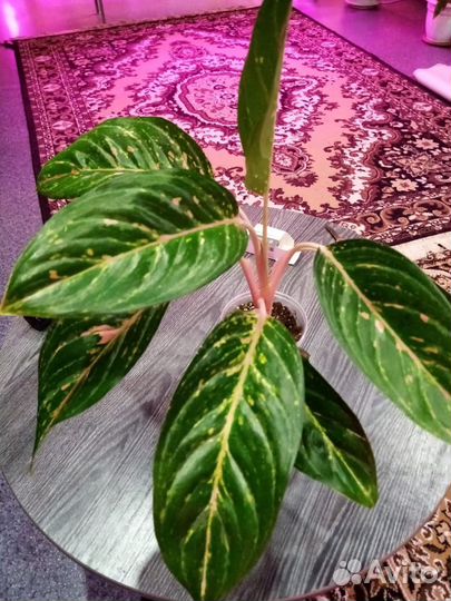 Комнатные цветы