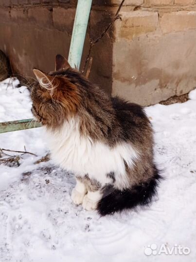 Котик Усатик 5 месяцев в добрые руки