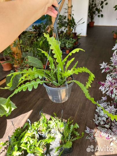 Эпифиллум ангулигер