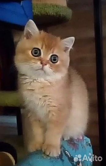 Золотой котик