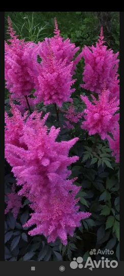 Многолетники,цена разная