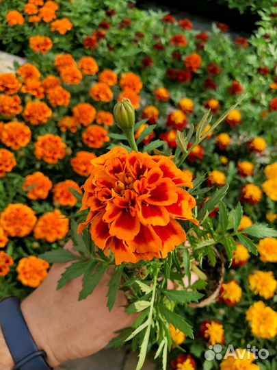 Рассада цветов