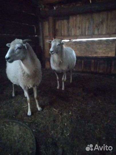 Овцы бараны