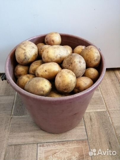 Продам картофель оптом