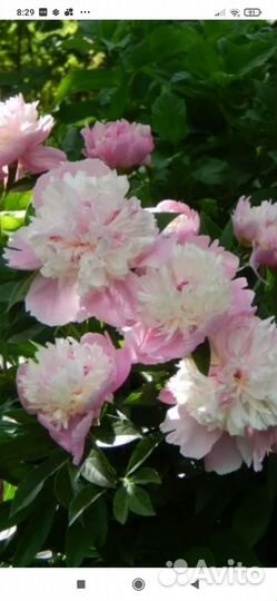 Пион Сорбет