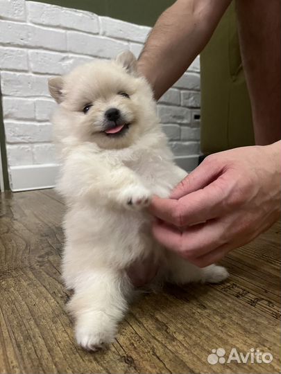 Померанский шпиц