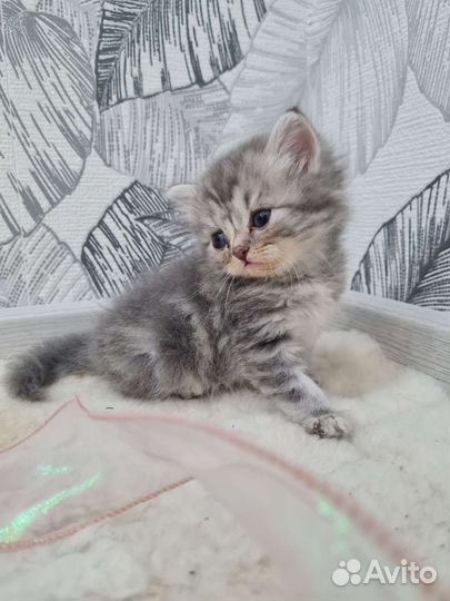 Кошки шотландцы