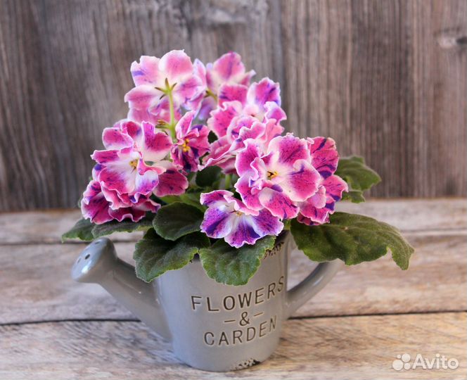 Фиалка рм Наталия- детки