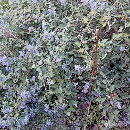 Кареоптерис