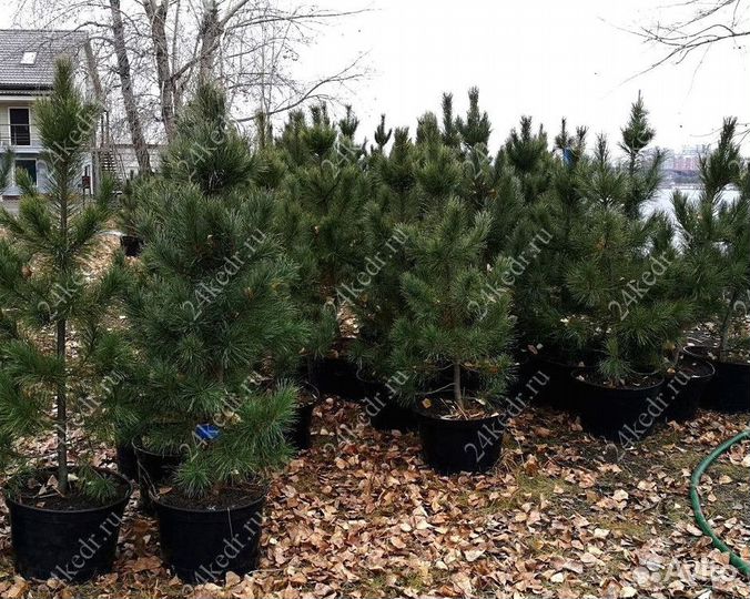 Сибирский кедр экстра класс. Саженцы