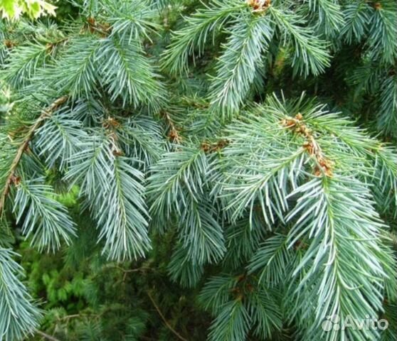 Семена голубой псевдотсуги