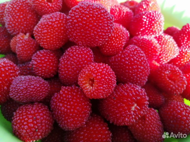 Саженцы ежемалины